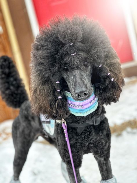 Standard Poodle Ear Styles, Poodle Hairstyles, Black Standard Poodle Haircut Styles, Poodles With Mohawks, Poodle Teddy Bear Cut, German Trim Poodle, Giant Poodle, Standard Poodle Mohawk, Standard Poodle Haircuts