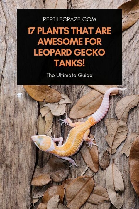 17 Plants That Are Awesome For Leopard Gecko Tanks – Reptile Craze Bioactive Terrarium Leopard Gecko, Diy Gecko Tank Decor, Leopard Gecko Habitat Diy, Leopard Gecko Substrate, Lepord Gecko Tank Set Up, Leopard Gecko Bioactive Tank, Lepord Gecko Enclosure, Leapord Gecko Habitat Ideas, Cute Leopard Gecko Tank Ideas