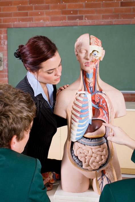 Biology teacher. Young attractive female teacher teaching biology class , #AD, #Young, #attractive, #Biology, #teacher, #biology #ad Anatomy Teacher, Anatomy Physiology, Biology Teacher, Teaching Biology, Teacher Teaching, Female Teacher, High School Science, Children Images, Anatomy And Physiology