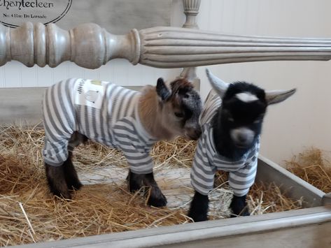 Goats In Pajamas, Goat Pics, Goats In Sweaters, Pet Goat, Pygmy Goat, Baby Farm Animals, Barn Animals, Cute Goats, Baby Animals Pictures