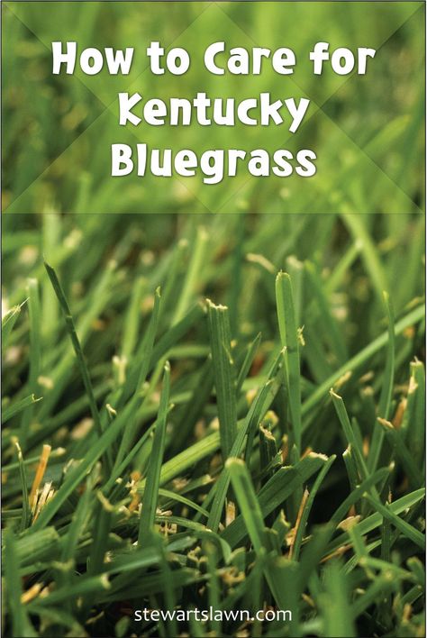 How to Care for Kentucky Bluegrass Kentucky Bluegrass Lawn, Lawn Problems, Desert Climate, Seed Heads, Healthy Lawn, Lawn Care, Kentucky, Utah, Blog Post