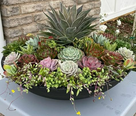 Succulent Garden Landscape, Creative Garden Decor, Succulent Landscaping, Succulent Garden Design, Potted Plants Outdoor, Succulent Garden Diy, Garden Decor Projects, Succulents Decor, Flower Pots Outdoor