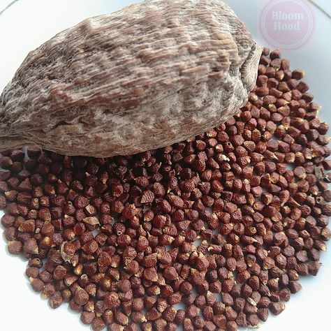 The Wholesomeness of Alligator Pepper – BloomHood Improve Fertility Woman, Seer Prophet, Alligator Pepper, Pepper Benefits, Sugar Ants, Long Pepper, Spiced Butter, Homemade Mixes, Improve Fertility