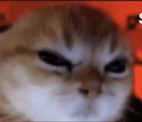 Group Chat Meme, Angry Meme, Cat Staring, Cat Reaction, Meme Cat, Meme Meme, Cat Meme, Group Chat