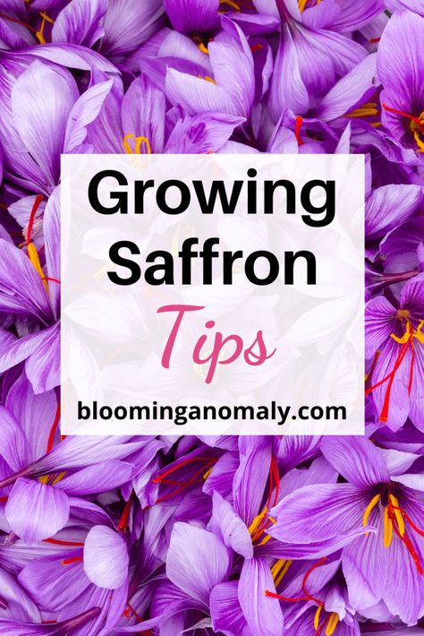 How to Grow Saffron at Home Growing Saffron Crocus, Saffron Farm, Grow Saffron, Growing Saffron, Saffron Plant, Vege Garden, Saffron Crocus, Saffron Spice, Saffron Flower