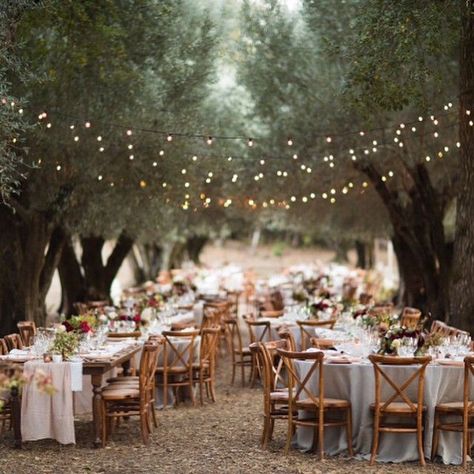 Dinner in a grove of old old olive trees is the stuff dreams are made of - from a wedding this last summer at a private estate in Glen Ellen with @lafleurweddings @abbyandlauren @theark_ @smallmasterpiece Forest Wedding Reception, San Diego Wedding Venues, Wedding Backyard Reception, Barn Wedding Reception, Wedding Reception Ideas, Country Barn Weddings, Orchard Wedding, Rustic Wedding Reception, Table Set Up