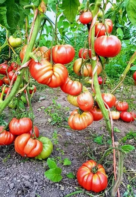 Brandywine Tomatoes, Arkansas Garden, Growing Tomato, Growing Tomato Plants, Veggie Gardens, Garden Life, Red Tomato, Tomato Garden, Tomato Seeds