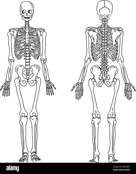 Download this stock vector: illustration vector hand draw doodles of human skeleton from the posterior and anterior view, anatomy of human bony system - 2DAHAF4 from Alamy's library of millions of high resolution stock photos, illustrations and vectors. Skeletal Anatomy Drawing, Skeletal System Anatomy Drawing, Skeleton From The Back, Skeletal System Drawing, Skeleton Anatomy Drawing, Human Skeleton Drawing, Skeleton Template, Human Body Science Projects, Body Systems Project