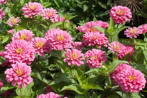 Zinnia 'Magellan Pink' annual flowers Pink Zinnias, House Yard Ideas, Pink Zinnia, Front Yard Plants, Zinnia Flowers, Flower Stock, Container Gardening Flowers, Gardening Inspiration, Flower Meanings