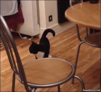 When you finally see a clear exit to sneak out of a party. | 21 Perfect Reaction GIFs For Every Occasion Walking Cat, Jumping Cat, Memes Humor, Reaction Gifs, Croquettes, Video Chat, Cats Dogs, Crazy Cat Lady, Cat Gif