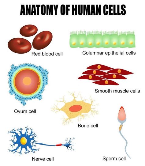 Human cells: different types of cells found in our body #cellbiology #biology #physiology Anatomy Of Human, Cell Diagram, Science Cells, Human Cells, Biology Classroom, Animal Cell, Biology Lessons, Teaching Biology, Human Body Systems