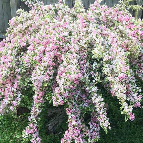 My Variegated Weigela Bush is bursting with blooms in my yard right now! #knollwoodgardencenter #beavercreek #dayton #xenia… Variegated Weigela, Weigela Bush, Flowering Bushes, Rose Bushes, Beaver Creek, Companion Planting, Colorful Garden, Flowering Trees, Flora Fauna