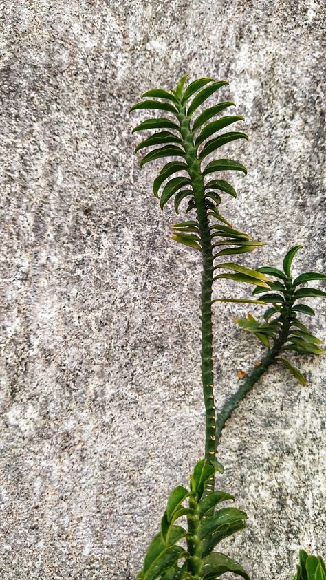 Devils Backbone, Plant Leaves, Plants