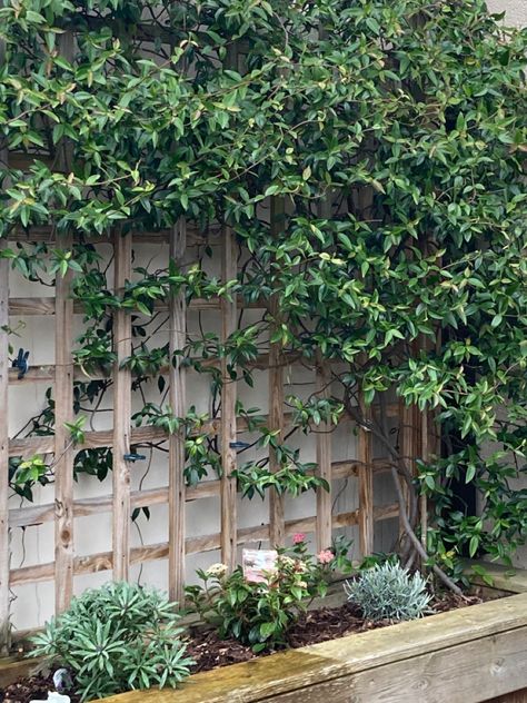 Jasmine Climber, Jasmine Bush, Jasmine Plant, Star Jasmine, Trellis Plants, Sloped Garden, Climbing Plants, Garden Bench, Raised Garden