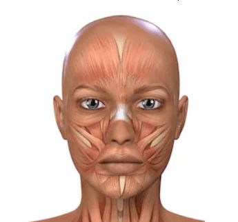 Face Exercising: How To Do Face Lift Exercises To Tighten Your Skin Tighten Face Skin, What Causes Wrinkles, Face Lift Exercises, Sagging Cheeks, Mouth Wrinkles, Muscles Of The Face, Face Tightening, Skin Tightening Face, Face Yoga Exercises