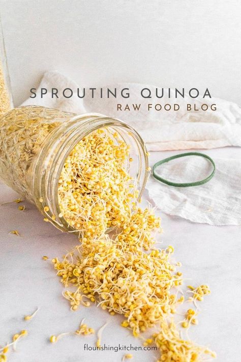 How to Sprout Quinoa (Quick, Easy) | raw food recipes Sprouting Chia Seeds, Growing Quinoa, Sprouted Beans, Sprouting Quinoa, Quinoa Salads, What Is Healthy Food, Growing Sprouts, Vegetarian Quinoa, Sprouted Grains