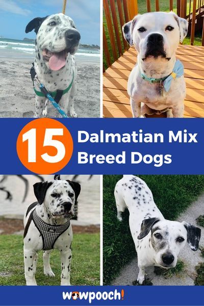 15 #Dalmatian #Mix #Breed #Dogs. List Of #Dalmatian #Mixes #Beaglemation – (Beagle Dalmatian Poodle, Crossbreed Dogs, Mix Breed Dogs, Dalmatian Mix, Australian Cattle Dog Mix, 10 Animals, Pet Shed, Dog Crossbreeds, Wild Animals Pictures