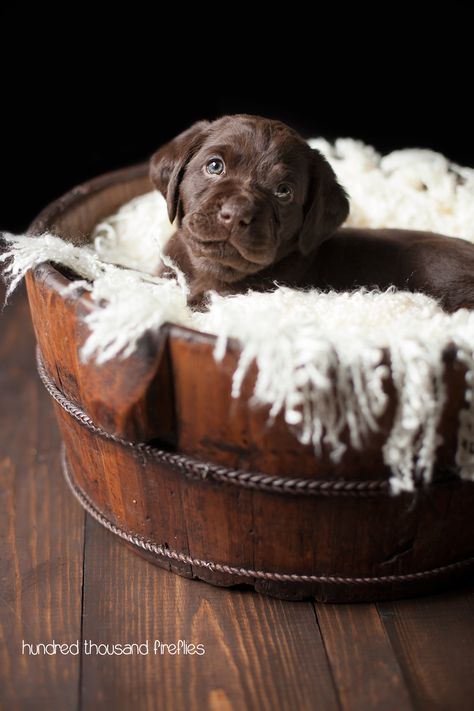 Hundred Thousand Fireflies: Sweet Georgia Brown Puppy Photo Shoot, Lab Photography, Puppy Picture Ideas, Dog Photoshoot Pet Photography, Puppy Photoshoot, Dog Photography Ideas, Pet Portraits Photography, Pretty Poses, Puppy Litter