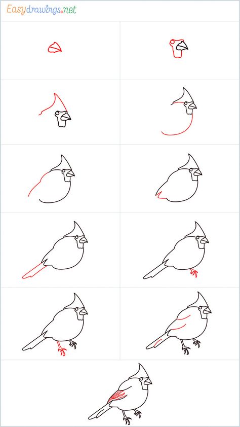 How To Draw A Cardinal Bird Step by Step - [11 Easy Phase & Video] Cardinal Drawings Easy, How To Draw Cardinal, Diy Cardinal Painting, How To Draw A Cardinal Easy, Cardinal Painting Tutorial, Cardinal Canvas Painting Easy, Paint Cardinal Tutorial, Cardinal Bird Watercolor, How To Draw A Red Bird