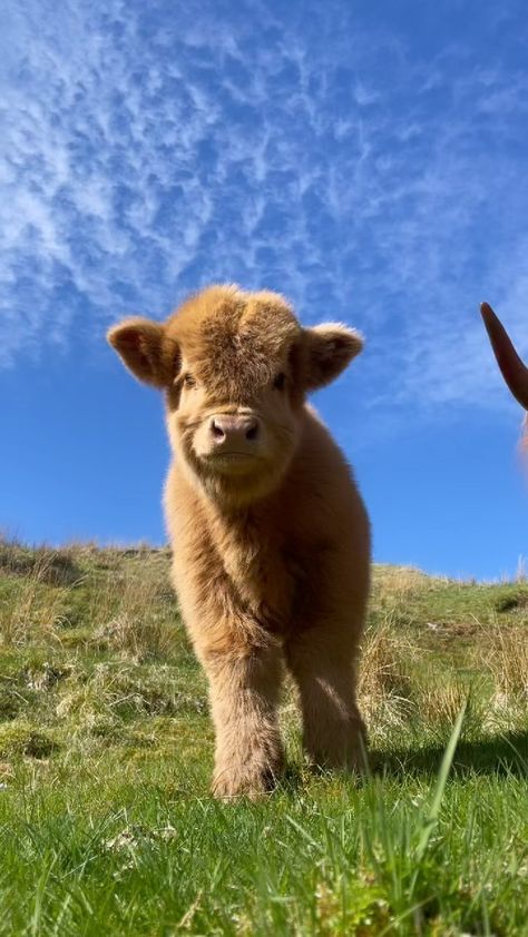 FAMILY FARM (@hmgaard) posted on Instagram • Apr 26, 2022 at 9:05pm UTC Mini Highland Cow, Cute Highland Cow, Funny Selfies, Baby Highland Cow, Fluffy Cows, Baby Animals Pictures, Puppies And Kitties, Animal Crackers, Baby Cows