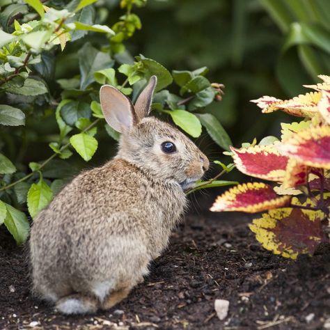 Rabbit Fencing For Garden, Garden Rabbit Fence, Garden Fence Rabbit Proof, Bunny Fence For Garden, Rabbit Fence For Garden, Rabbit Proof Garden Fence, Rabbit Proof Garden, Rabbit Fence, Cheap Garden Fencing