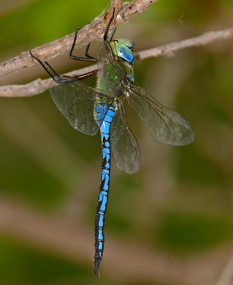 Emperor Dragonfly (Anax imperator) male resting ... | Flickr Dragonfly Side View, Giant Dragonfly, Dragonfly In Flight, Emperor Dragonfly, Real Dragonfly Photos, Arthropods, Arachnids, France, Animals