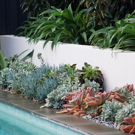 Kate Seddon on Instagram: “As the warmer weather arrives, thoughts turn to swimming. Poolside #1 @kateseddon_landscapedesign . . . @semkenlandscaping #plantingdesign…” Poolside Planter Ideas, Poolside Plants, Poolside Landscape Ideas, Landscape Design Melbourne, Plants Around Pool, Tropical Garden Design, Home Landscaping, Backyard Garden Design, Pool Area