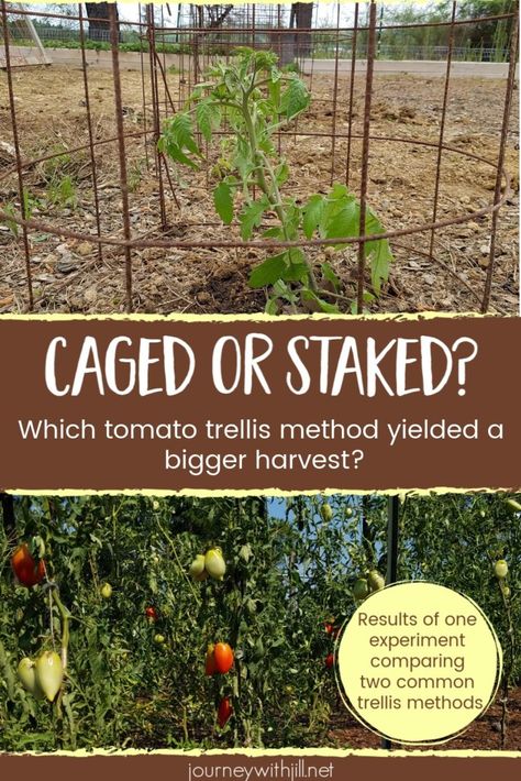 If you want a bumper crop of tomatoes, which tomato trellis method will yield more harvest? Tomato stakes? Tomato cages? Here are two easy DIY ways of trellising the tomatoes in your vegetable garden, plus the pros and cons of both. I also share which one I think is the best way to trellis tomatoes -- and my favorite way will work in raised beds, too!  #garden #tomatoes Plant Stake Ideas, Staking Tomatoes, Trellis Tomatoes, Tomato Stakes, Gardening Tomatoes, Bean Trellis, Tomato Support, Tomato Trellis, Garden Tomatoes