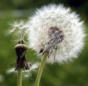 Dandelion Uses, Dandelion Plant, Norway Nature, Dandelion Tea, Dandelion Leaves, Veggie Patch, Dandelion Seed, Dandelion Flower, Plant Spacing