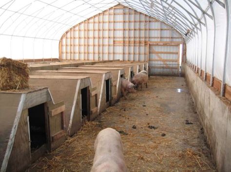 Pig Farrowing, Beef Cows, Farm Structures, Pastured Pigs, Raising Livestock, Hog Farm, Livestock Shelter, Raising Pigs, Beef Cow