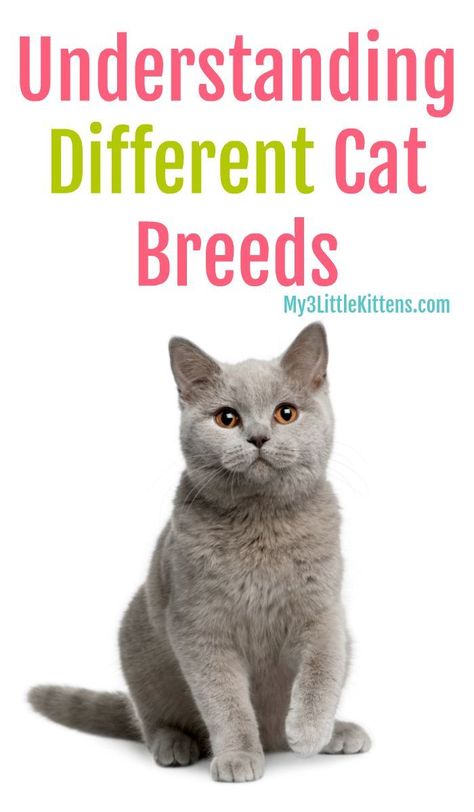 Understanding Different Cat Breeds is important for your kitty. From British to Burmese to Oriental to Persian to Maine Coon, they are all worth your love! Train Cats, Cat Behavior Facts, Pedigree Cats, Different Cat Breeds, Cat Information, Cats Happy, Burmese Cat, F2 Savannah Cat, Cat Whisperer