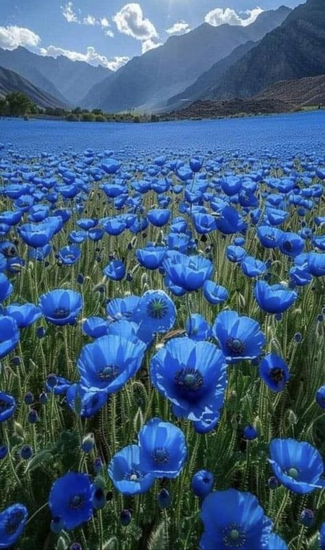 Poppy Wallpaper, Lovely Flowers Wallpaper, Wallpaper Flower, Blue Poppy, Beautiful Photos Of Nature, Beautiful Flowers Pictures, Beautiful Nature Wallpaper, Beautiful Nature Pictures, Poppy Flower