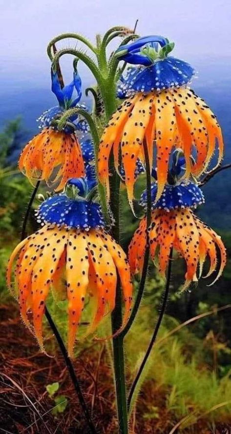 Bell Flowers, Strange Flowers, Fuchsia Flowers, African Flowers, Unusual Plants, Unusual Flowers, Rare Flowers, Floral Photography, Pretty Plants