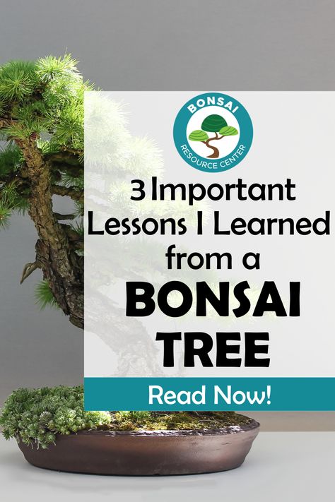 Have you considered adding a bonsai tree to your indoor houseplant collection? Learn more about the 3 lessons I have learned from having bonsai trees in my home. Bonsai Growing, Outdoor Bonsai Tree, Bonsai Fruit Tree, Bonsai Care, Bonsai Tree Care, Bonsai Techniques, Indoor Bonsai Tree, Growing Trees, Fig Trees