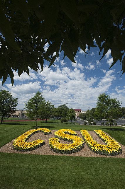 CSU, Ft. Collins, CO Colorado State University Aesthetic, Colorado State University Campus, Colorado Quotes, College Tours, Colorado Girl, Marigold Flowers, Golden Colorado, Fort Collins Colorado, Colorado State University