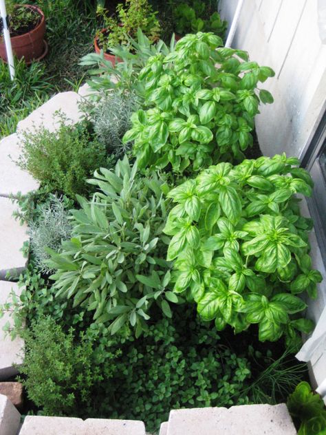 © Harvest Basil, Basil Garden, Harvesting Basil, Small Herb Gardens, Outdoor Herb Garden, Growing Basil, Gardening Herbs, Basil Plant, Tiny Garden