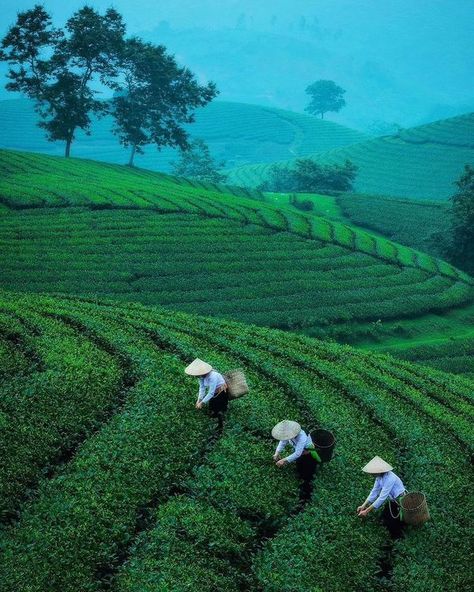 Farming Aesthetic, Vietnam Tourism, Vietnamese Culture, Japanese Countryside, Tea Farm, Farm Photography, Perspective Drawing, Growing Food, India Travel