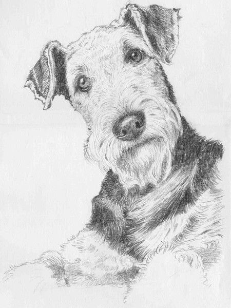 Commissioned for Pedigree calendar 2006 Airedale Dogs, Welsh Terrier, Irish Terrier, 강아지 그림, Fox Terriers, Wire Fox Terrier, White Drawing, Airedale Terrier, American Pitbull Terrier