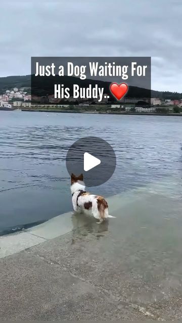 Richie (I’m just some guy) on Instagram: "If not friend then why friend shaped?🤍🐶🐬

Video cred: Andreanegraa on TT ..🎙️🐬
Don’t know who’s filming. If you do dm me so we can cred them. 

#dogsofinstagram #dogs #doglover #puppy #doggo #puppy #ilovemydog #cutedogs #motivation #cute #love #corgi #friends #doglovers #doglife #instagram #corgipuppy #❤️" Cutest Dogs In The World, Puppy Christmas Pictures, Corgi Puppy Videos, Funny Corgi Videos, Mini Corgi, Corgi Puppies For Sale, Fluffy Corgi, Dogs And Puppies Funny Memes, Cute Corgi Puppy