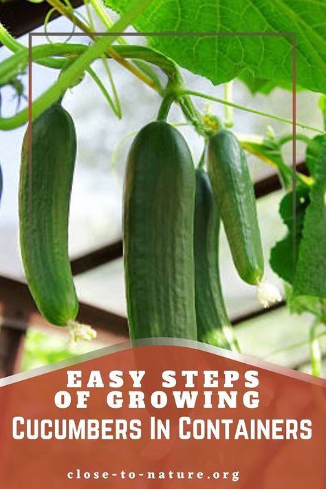 #gardeningtipswelcome #indoorgardeningtips #homegardeningtips #gardeningtipsneeded #gardeningtipscapetown #gardeningtips101 #easygardeningtips #101gardeningtips #gardeningtipsworld #101gardeningtipssita #springgardeningtips #wintergardeningtips #beginnergardeningtips #fallgardeningtips #vegetablegardeningtips #terracegardeningtips #ulbgardeningtips Cucumbers In Containers, Growing Cucumbers Vertically, How To Grow Cucumbers, Grow Cucumbers, Cucumber Gardening, Cucumber Varieties, Summer Gardens, Outdoors Indoors, Cucumber Trellis