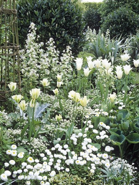 White Flowers Garden, Back Garden Design, White Plants, Moon Garden, Have Inspiration, Outdoor Gardens Design, Garden Borders, White Gardens, Gorgeous Gardens