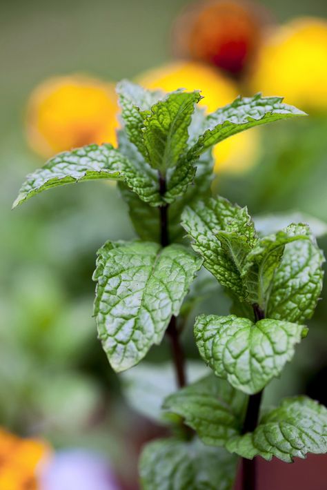 Herb Container, Herb Art, To Build A Fire, Mint Plants, Start A Fire, Herbal Infusion, Creative Gardening, Gardening Advice, Hardy Perennials