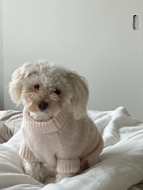 Poodle Aesthetic, Seattle Coffee Shops, Autumn Sweaters, Seattle Coffee, Maltese Poodle, Aesthetic Dog, Dog Aesthetic, Maltipoo Puppy, Dog Teeth Cleaning