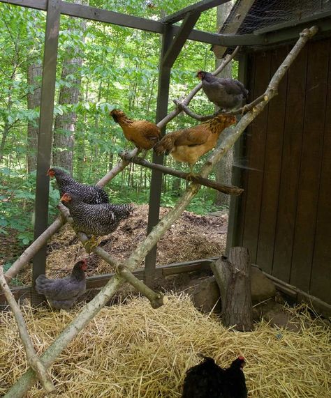 How to Build a Chicken Roost Out of Tree Branches