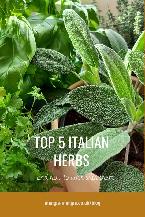 Top 5 Italian herbs in pots in a kitchen Spaghetti Alla Puttanesca, Basic Italian, Kitchen Gardens, Italian Herbs, Italian Recipes Dessert, Italian Spices, Kitchen Herbs, Italian Christmas, Italian Dinner