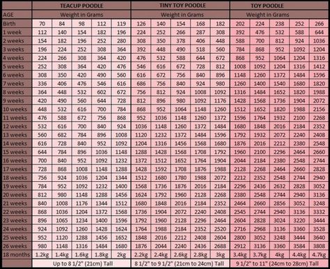 Growth Chart - Pollok Toy Poodles Toy Poodle Size, Tiny Toy Poodle, Teacup Poodle Puppies, Toy Poodles, Weight Calculator, Tea Cup Poodle, Poodle Puppy, Puppy Care, The United Kingdom