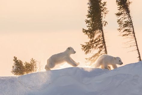 Polar Bear cubs playing Polar Bears, Polar Bear, Bears, Daisy, Walking, Trees