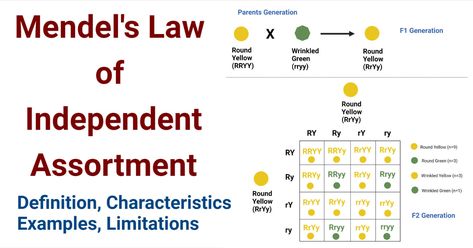 Mendel’s Law of Independent Assortment Definition Mendel’s Law of Independent Assortment states that ‘when the parents differ from each other in two or more pairs of contrasting characters, the inheritance of one pair of characters is independent of the other.’ In ... Read more The post Mendel’s Law of Independent Assortment- Definition, Examples, Limitations appeared first on Microbe Notes. Mendels Law Of Inheritance, Biotechnology Notes, Microbiology Notes, Mendelian Inheritance, Dihybrid Cross, Gregor Mendel, Biology Plants, Theory Of Evolution, Cell Division