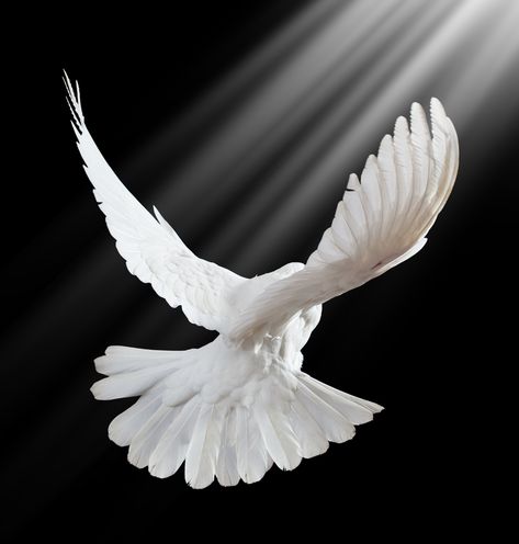 images  dove birds | Dove of Peace December 14th, 2012 Christus Tattoo, Post Background, Dove Flying, Dove Pigeon, Bird Flying, Dove Bird, Prophetic Art, China Products, White Dove