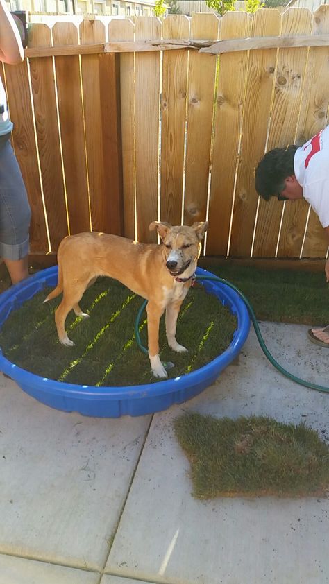 Bella's new patio potty spot Diy- drill holes using a drill bit into a plastic pool. Add some rocks to the bottom then some potting soil then a roll of sod patch together and water and while the automatic potty spot for your dog We did this for our daughters dog who lives in an apartment . Dog Potty Area, Indoor Dog Potty, Apartment Dogs, Dog Toilet, Dog Potty Training, Dog Potty, Dog Area, Dog Shaming, Indoor Dog